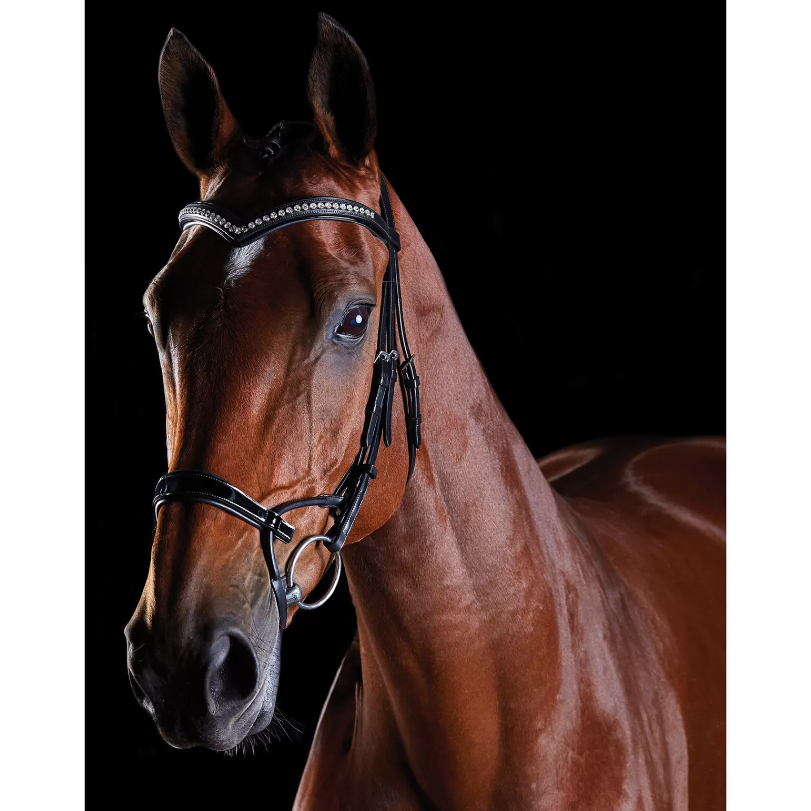 collegiate Comfitec Patent Bridle Black Cheap