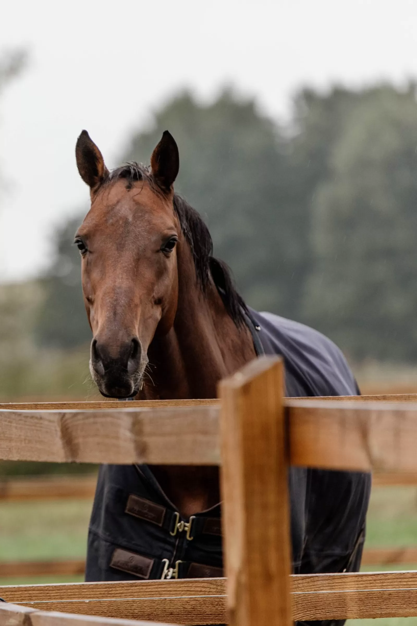 kentucky Derka Horsewear Turnout Na Kazda Pogode, 300 G