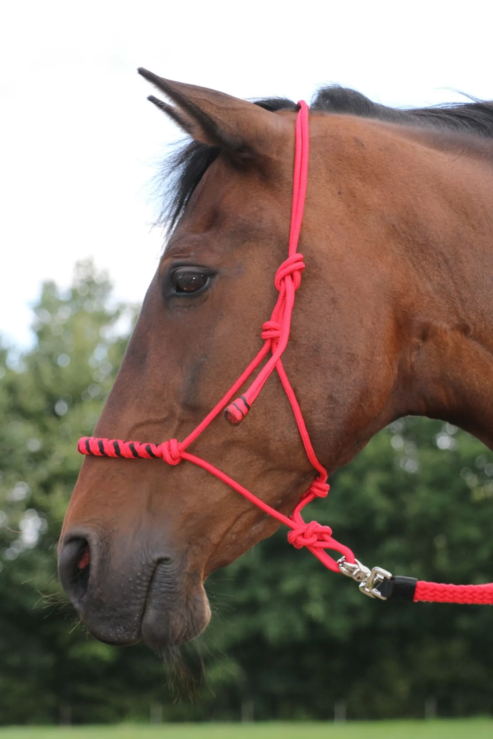 fra Jabar Training Rope Halter 8Mm (System 3) W/ Braided Noseband