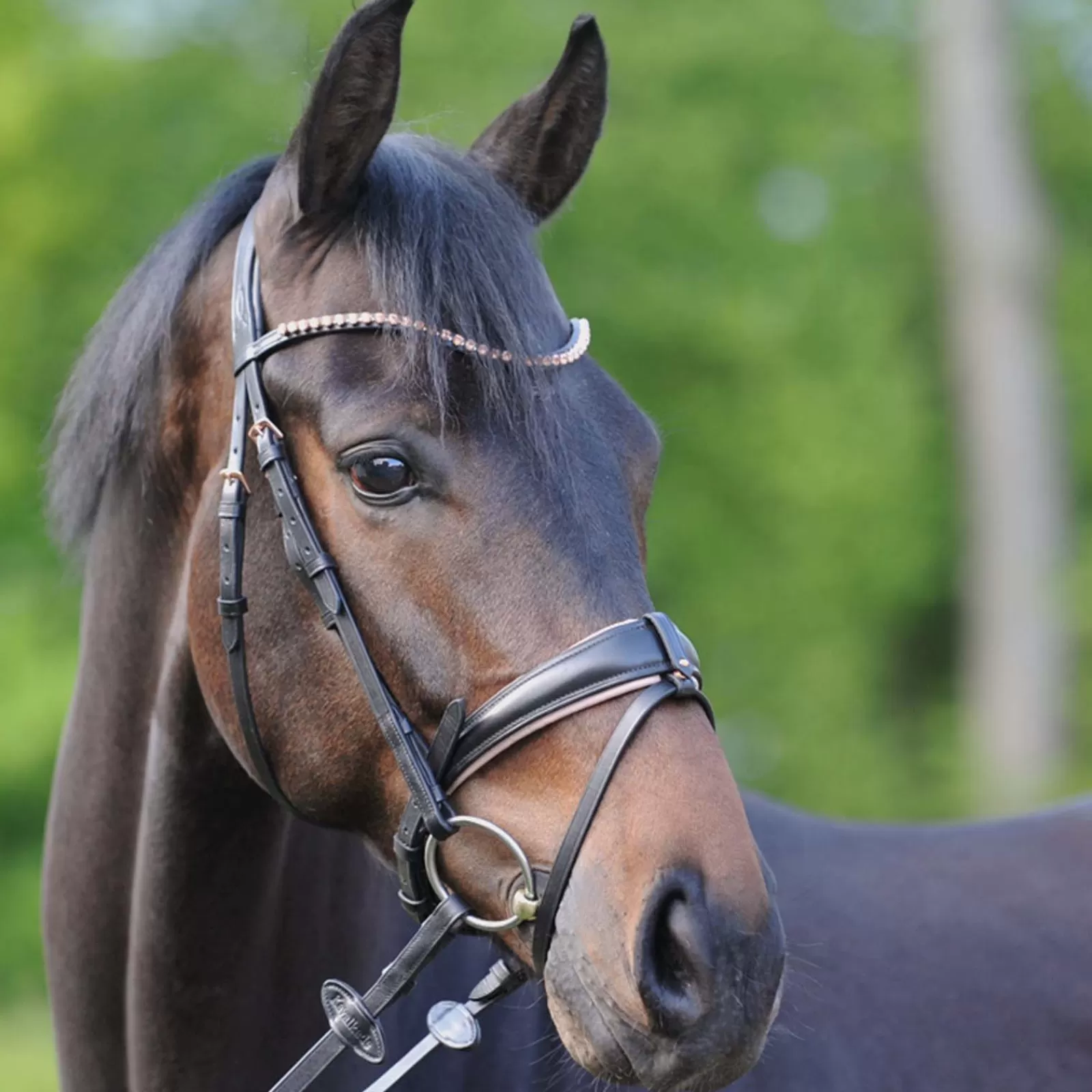 kavalkade Bridle Rose Black Best Sale