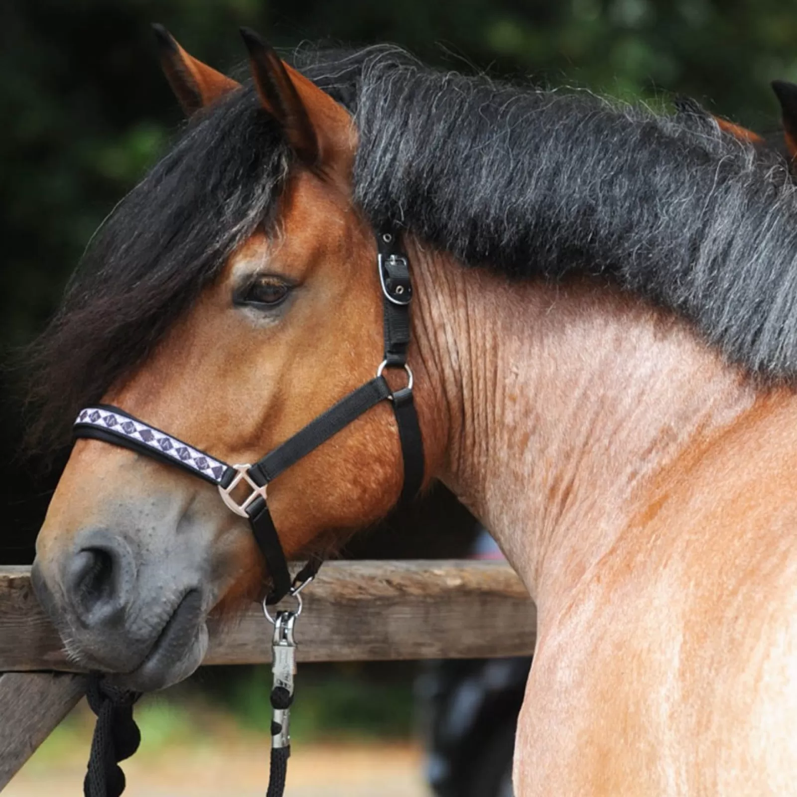 kavalkade Klasyczny Kantar Draft Horse