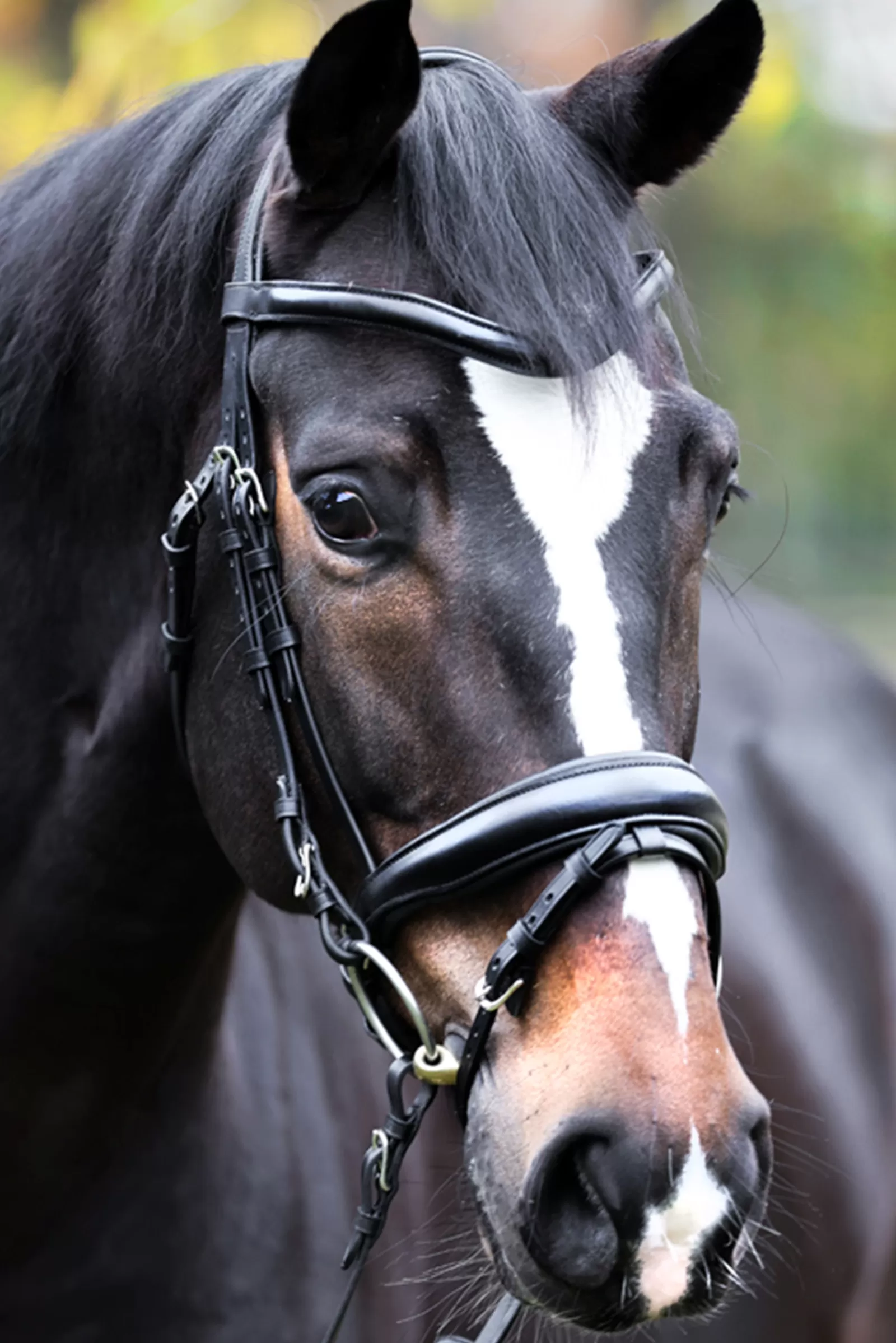 kavalkade Ogłowie Proline Astrid Black Flash Sale