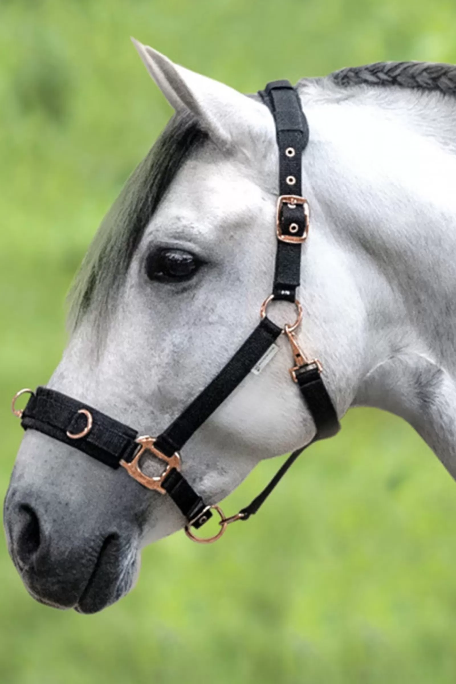 waldhausen Rose Lunging Halter